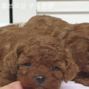 홈브리딩 이미지