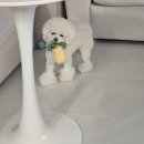 유지네 애견미용샵 | 광안리애견미용 가위컷전문 쁘띠몽펫샵 비숑 하이바컷 받았어요 대만족후기