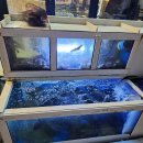 여수농협동부지점 | 여수회맛집 회먹다, 8만 원에 12가지 해산물 한상의 놀라운 구성