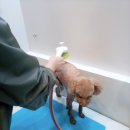 댕댕샤워 이미지