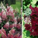 윔스(WIMS) 이미지