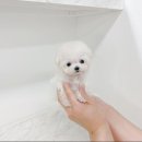 랄라독 이미지