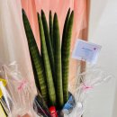 사파동159 이미지