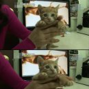[tv동물농장] 쇼핑몰 기둥속에 갇힌 고양이 이미지