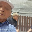 홍일