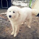 아지사랑 이미지