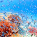 산호 농장 이미지