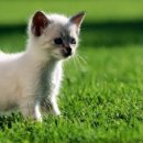 중부동물병원약품 이미지