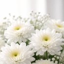 (부고)카페지기님 어머님께서 별세 하셨습니다 이미지