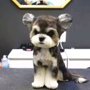 댕댕이미용 이미지