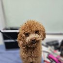 바오펫살롱 이미지