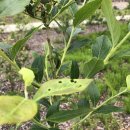 진골농장 이미지