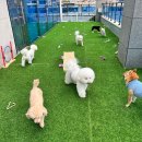 파브 퍼피 이미지