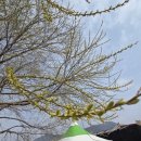 매화공원 | 김해 상동 용당나루 매화공원 방문 후기