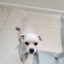 멜로멍스 이미지