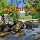 사랑나무 캠핑장 이미지