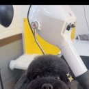 스프링댕댕 이미지