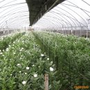 신마농장 이미지