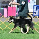 2025 Harvest Moon Classic AKC Open Shows (Santa Rosa, CA) 이미지