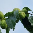 두루봉농원2 이미지