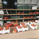 솔비농장 | 청주딸기밭 솔비네딸기 체험농장 딸기체험 후기