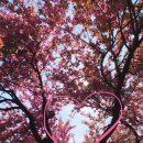 Blossom for you 이미지