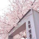 씨유 의정부호원가든점 | 의정부 벚꽃 명소, "의정부 호원 벚꽃페스타"