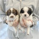 퍼피플라워 이미지