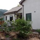 5월 감꽃 10월 홍시 이미지