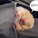 펫토 이미지