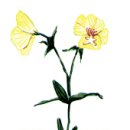 Re:달맞이꽃 [Oenothera odorata]식물 | 브리태니커 /// 앵커리지? 엥? 앵! 앵커. 앵두. 앵무조개. 앵무새 이미지