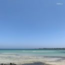 (합)신영자동차서비스센터 | [여행기록] 루이와 함께 떠나는 제주도 여행 (티웨이 항공, 반려동물동반숙소 및 렌트카 예약)