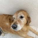 댕교오겠습니다 이미지