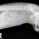 자이동물병원 이미지
