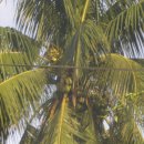 야자(코코넛 트리)나무 .물은 음료수로, 안에있는 녹말은 기름을 만들기도 하고 그냥 먹기도 하는데 우리나라 호도 맛이야. 이미지