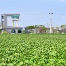 알콩쌀콩 등대마을 이미지