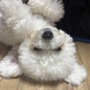 북악동물병원 | 둘째 우주 강아지 슬개골 수술 양측 십자인대 보강술 전부터 후 한달일지-아이엠동물병원