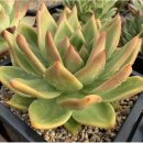 솔레미오 이미지