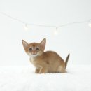 천안 고양이분양 도로시펫 이미지