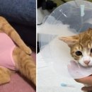 나아라 동물병원 이미지