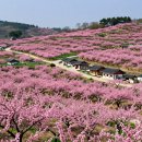 복사꽃마을 | "2026 조치원 복사꽃 개화시기 및 세종시 봄꽃 방문 팁, 직거래 농산물 정보"