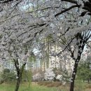 장자3삼거리(장자호수길) | 구리 장자호수공원 벚꽃 실시간 개화 상황, 서울 근교 벚꽃 가볼만한 곳