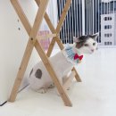 파주고양이 미용실 이미지