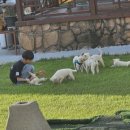 진도개패밀리 이미지