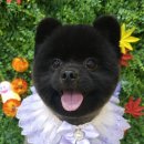 땡글땡굴 이미지