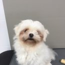 그루밍폼폼 이미지