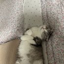 행복8
