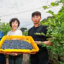 산청블루베리농장