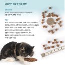 영어게인 이미지