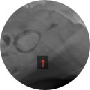 노블동물병원 이미지